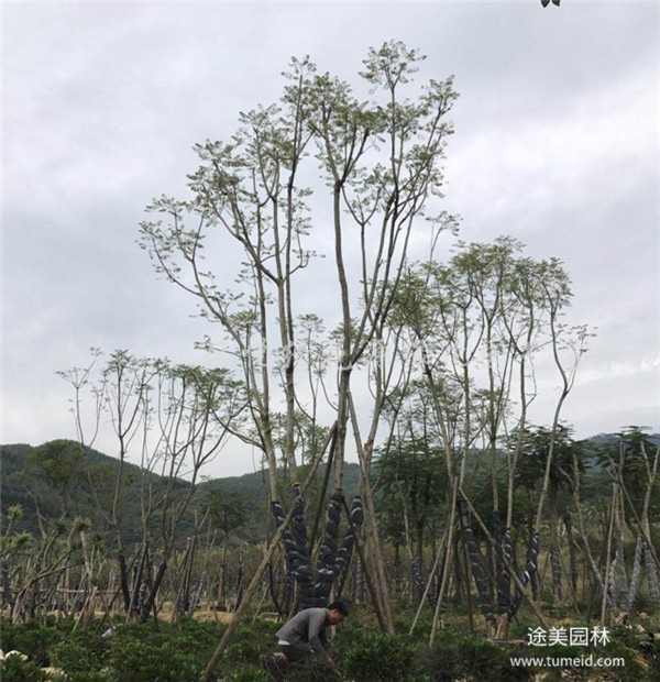 藍花楹和叢生藍花楹有什么區(qū)別？
