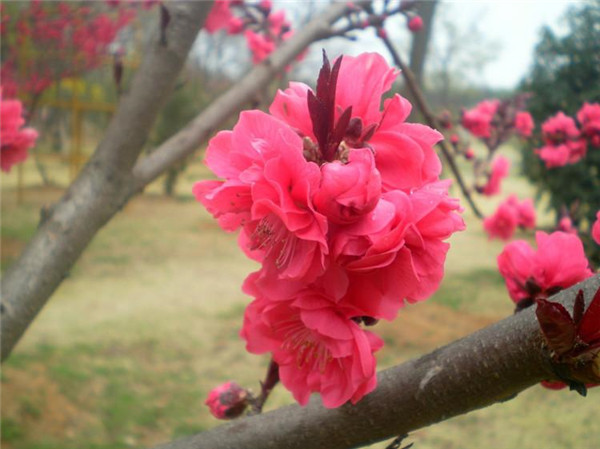 碧桃6月份可以種植嗎？