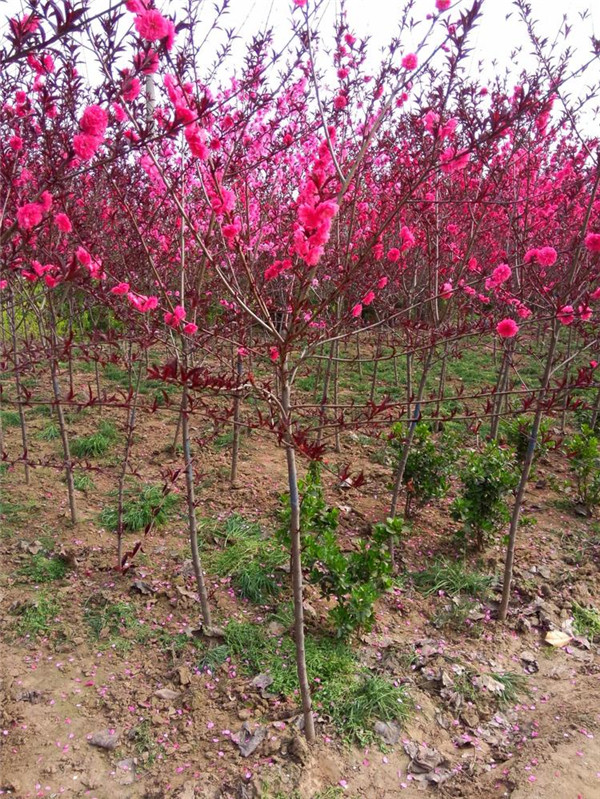 碧桃6月份可以種植嗎？