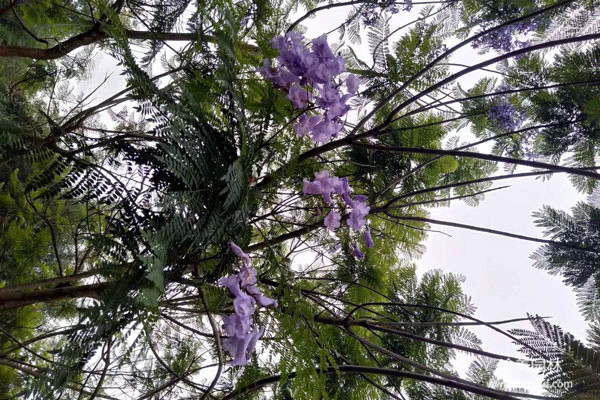 藍花楹和叢生藍花楹有什么區(qū)別？