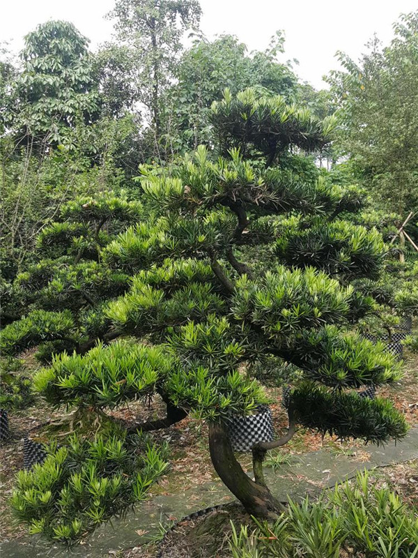 深根喬木和淺根喬木的區(qū)別是什么?