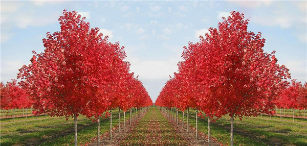紅楓樹批發價格 成都最貴的紅楓樹是什么品種？
