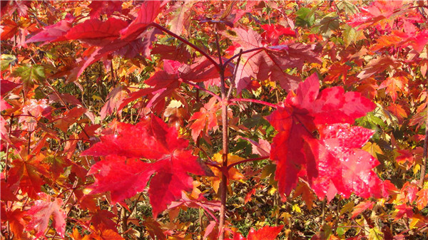 6公分美國(guó)紅楓圖片