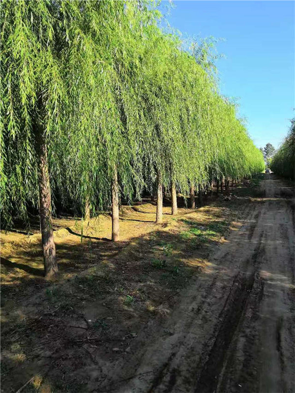 垂柳6月份可以種植嗎？