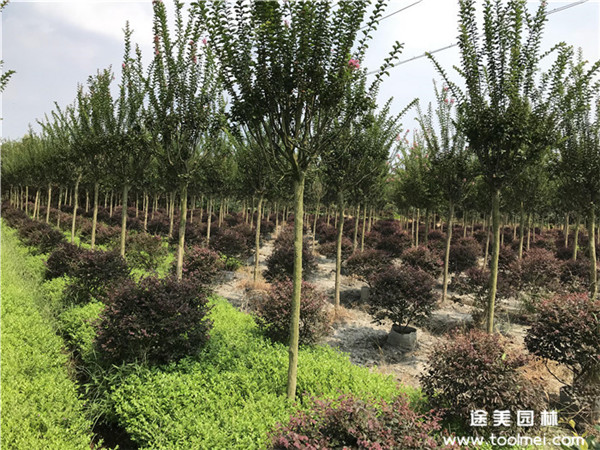 紫薇樹(shù)種植行距是多少？